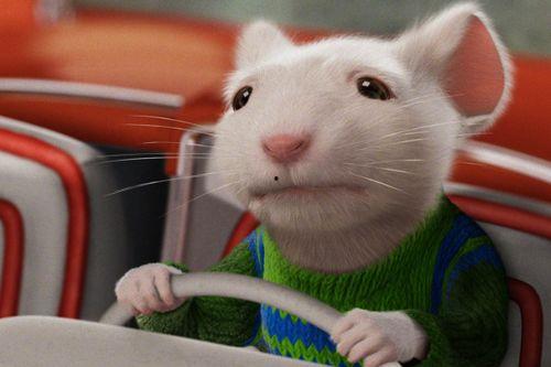 哪个明星属鼠,探寻娱乐圈的鼠年之光