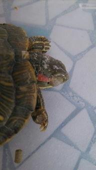 王八看绿豆图片